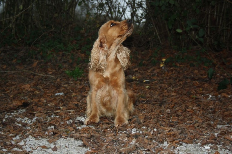 Publication : du cottage de sweet mi lady