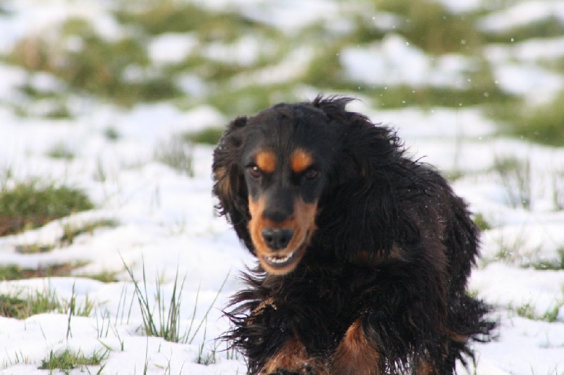 Publication : du cottage de sweet mi lady