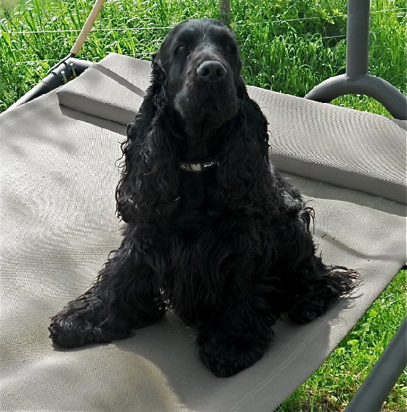 Publication : du cottage de sweet mi lady