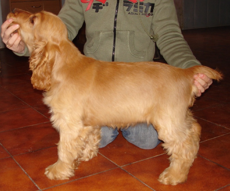 Publication : du cottage de sweet mi lady