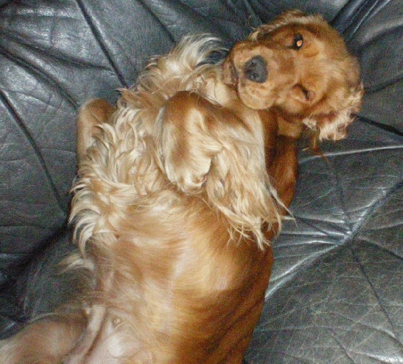 Publication : du cottage de sweet mi lady