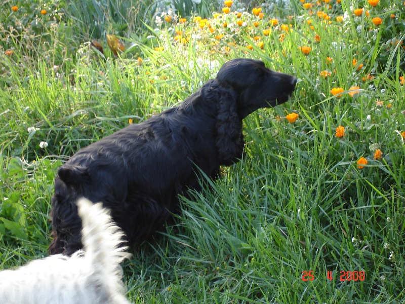 Publication : du cottage de sweet mi lady