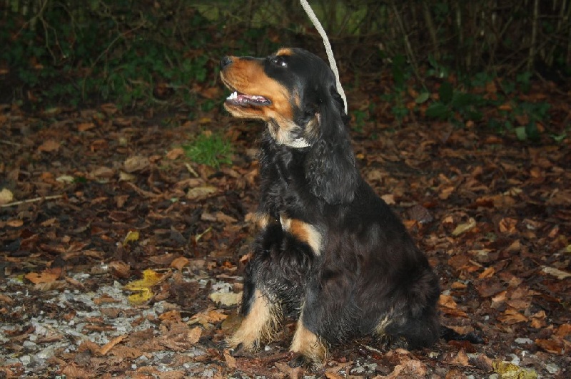 Publication : du cottage de sweet mi lady