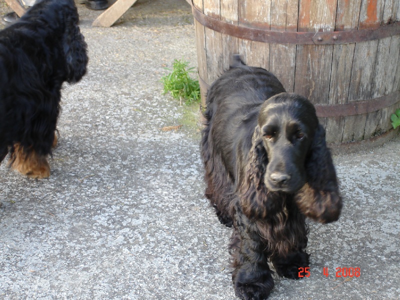 Publication : du cottage de sweet mi lady