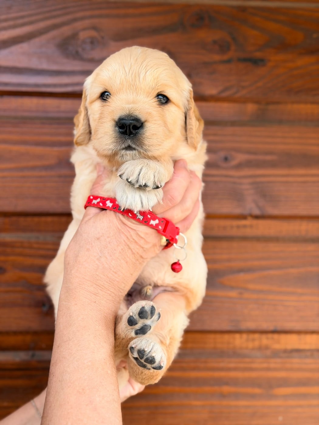 Chiot N°1