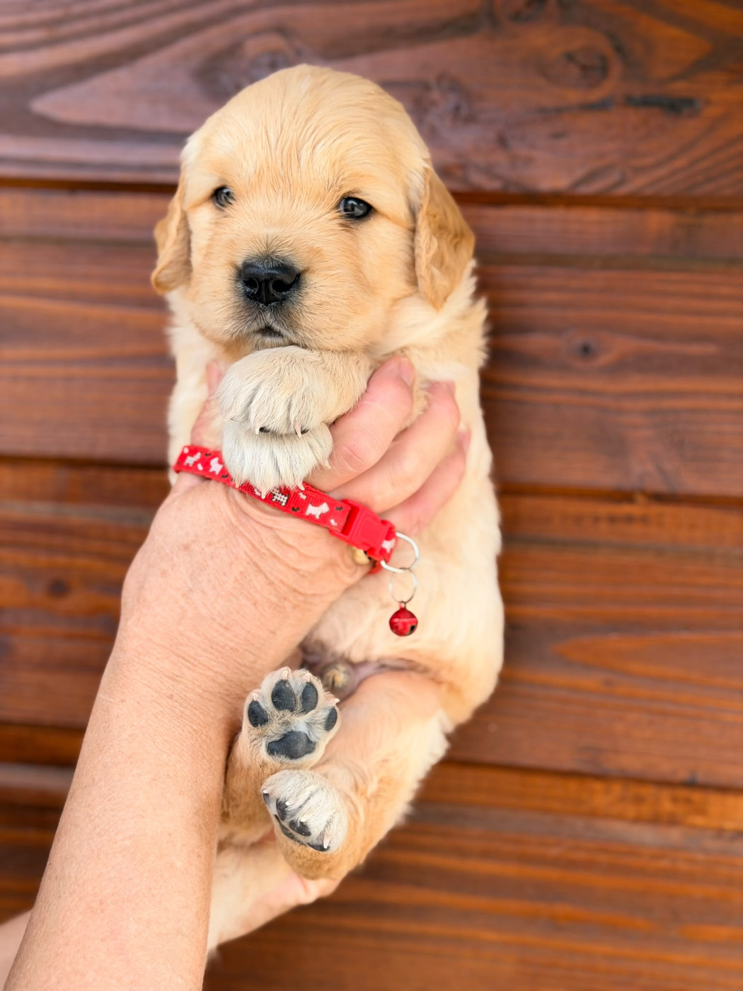 Chiot N°1