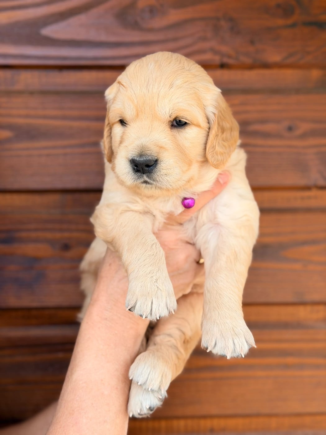 Chiot N°3