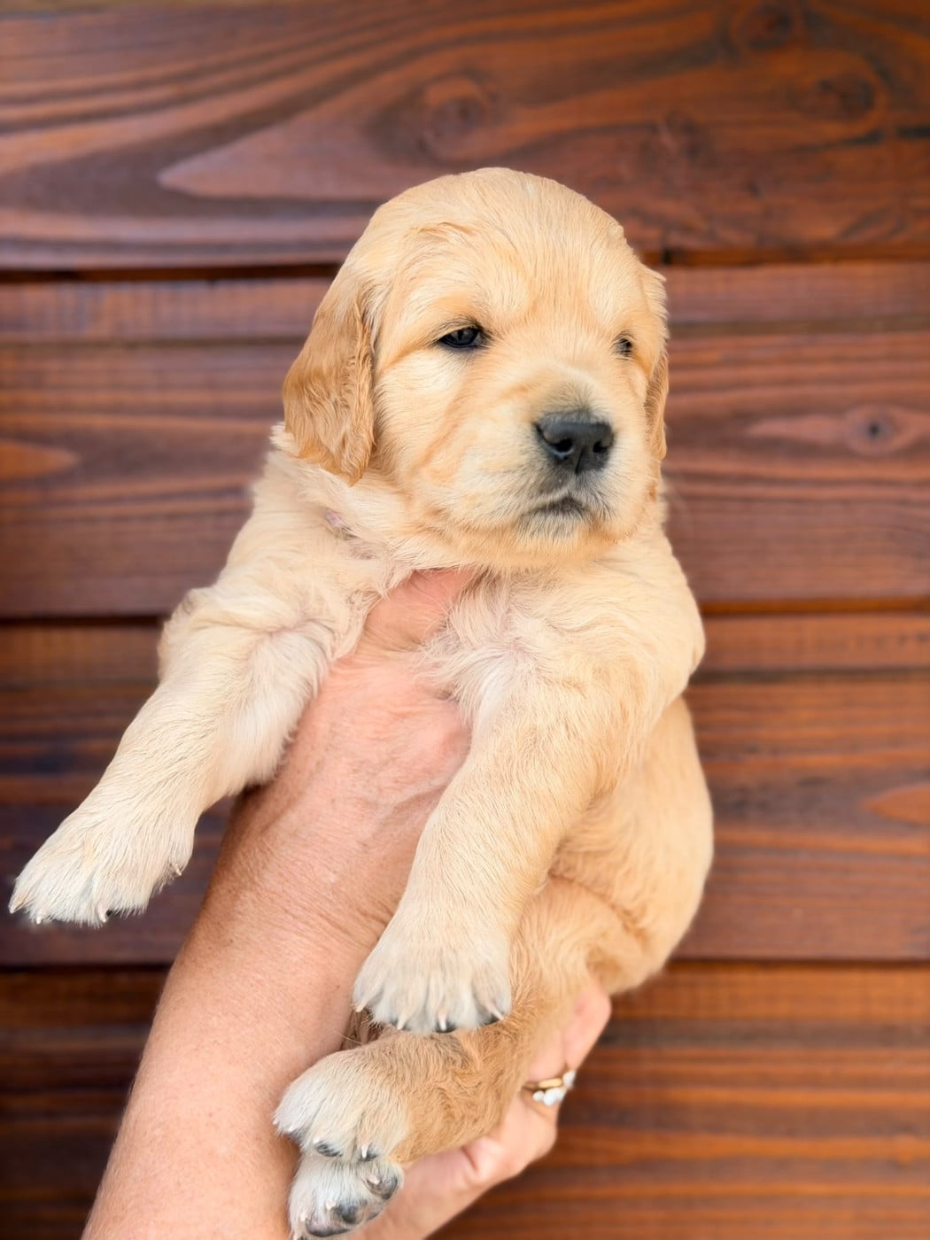 Chiot N°3