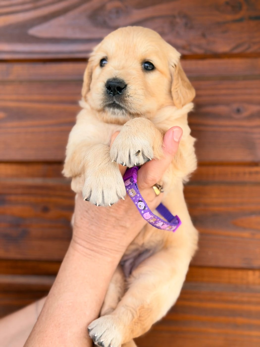 Chiot N°4