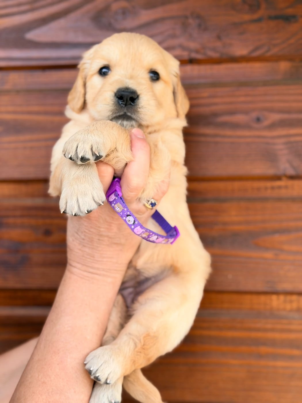 Chiot N°4