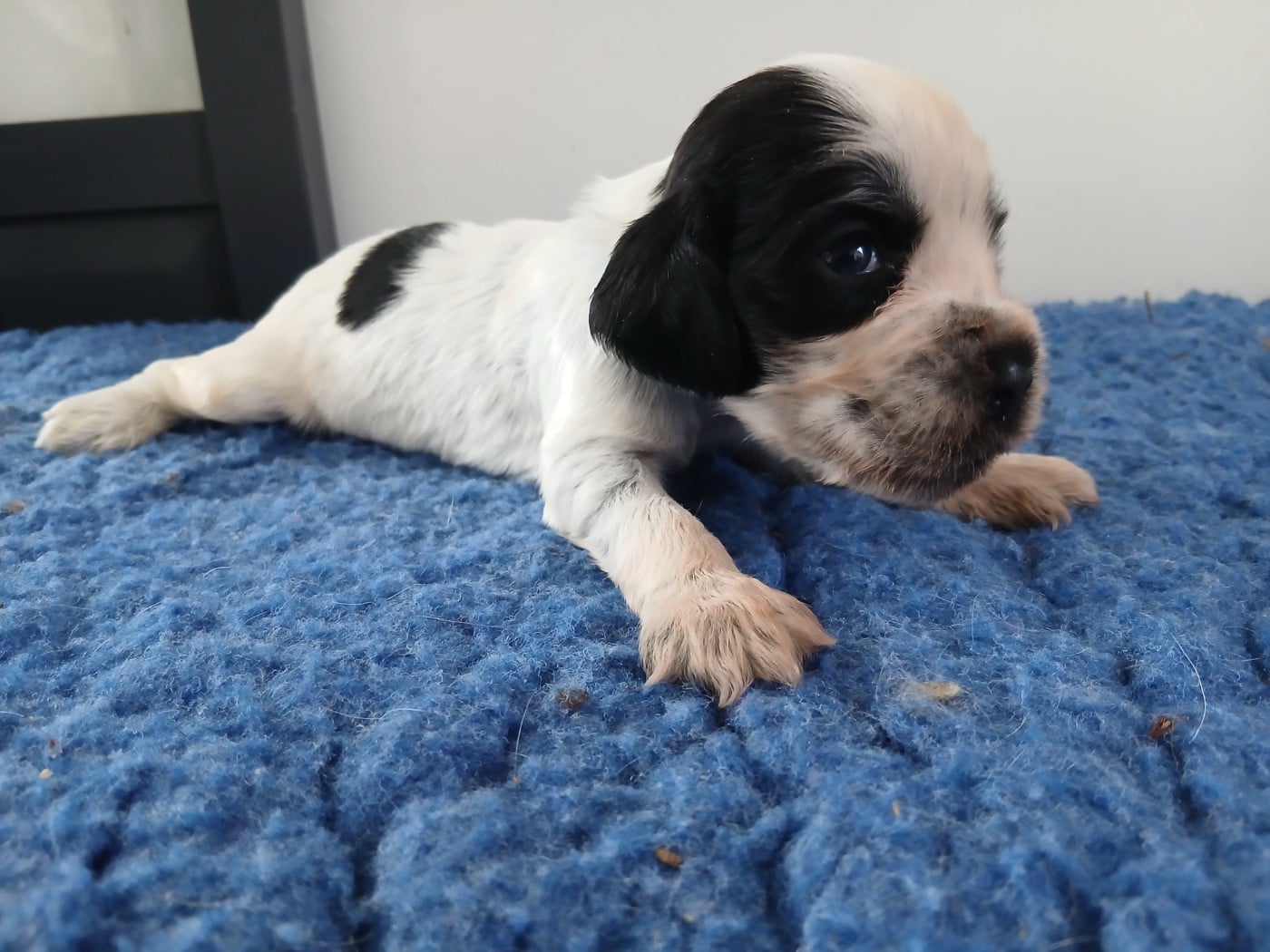 Chiot N°5