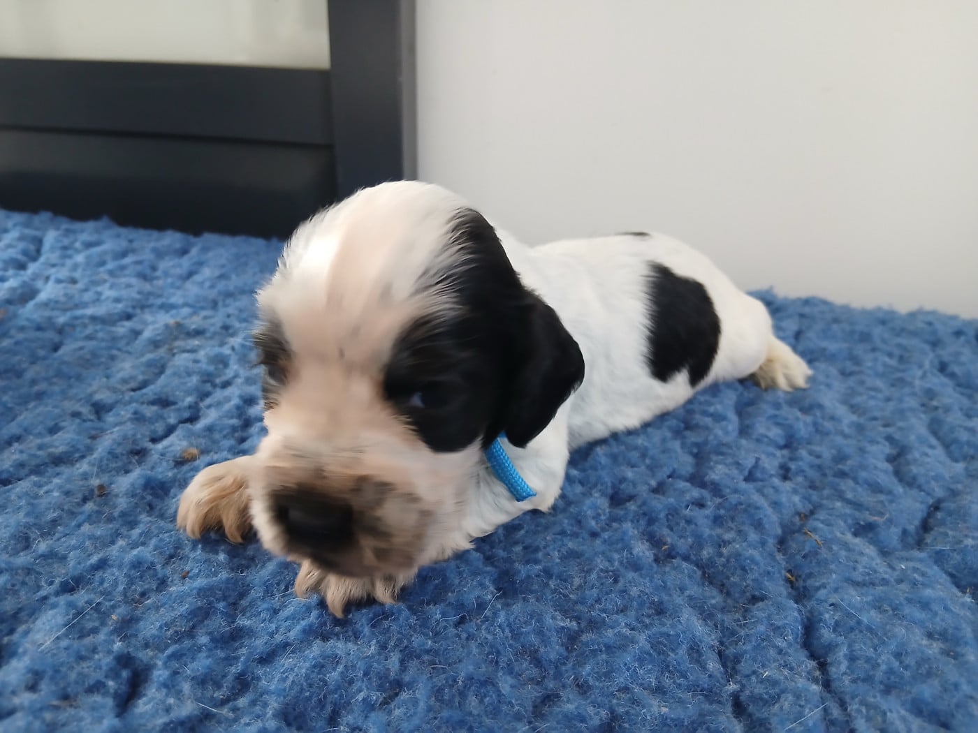 Chiot N°5