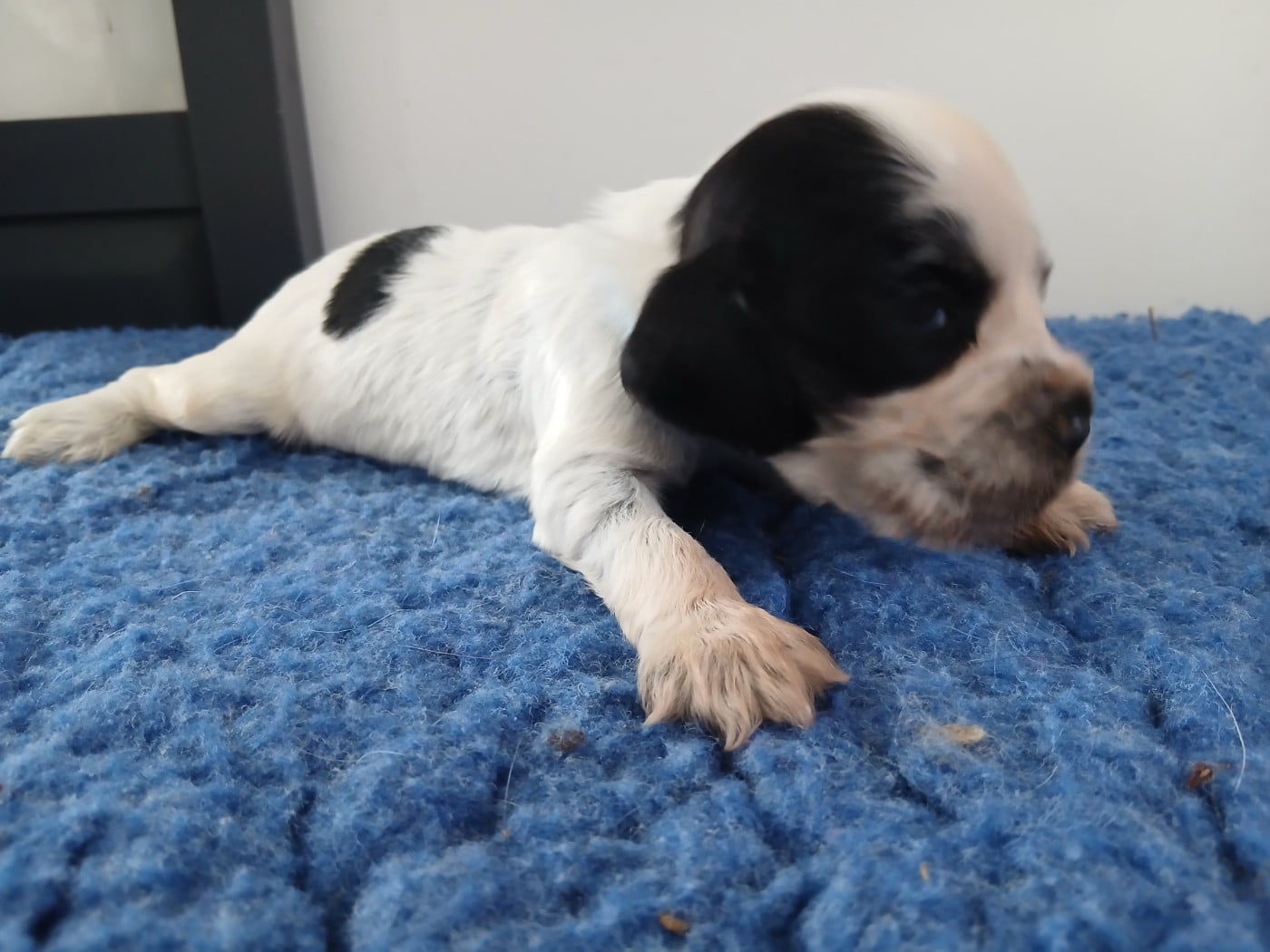 Chiot N°5