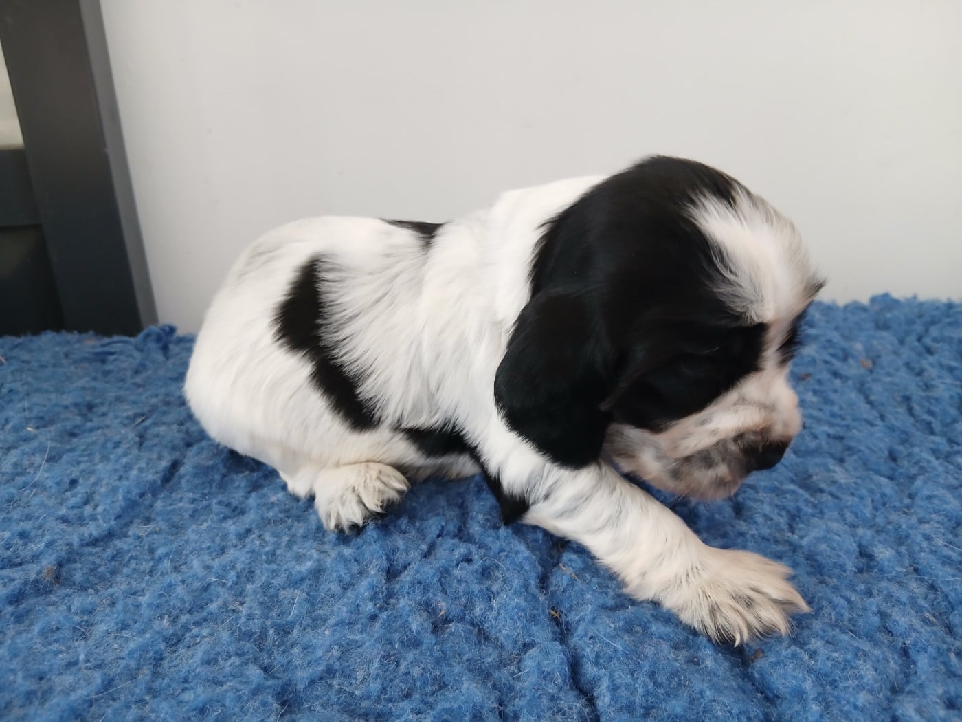 Chiot N°1