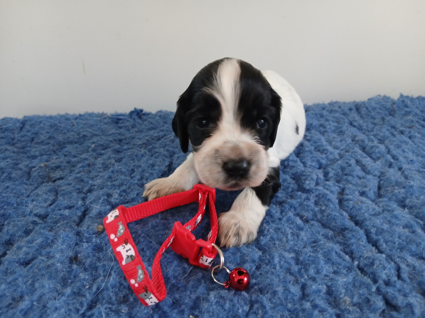 Chiot N°2