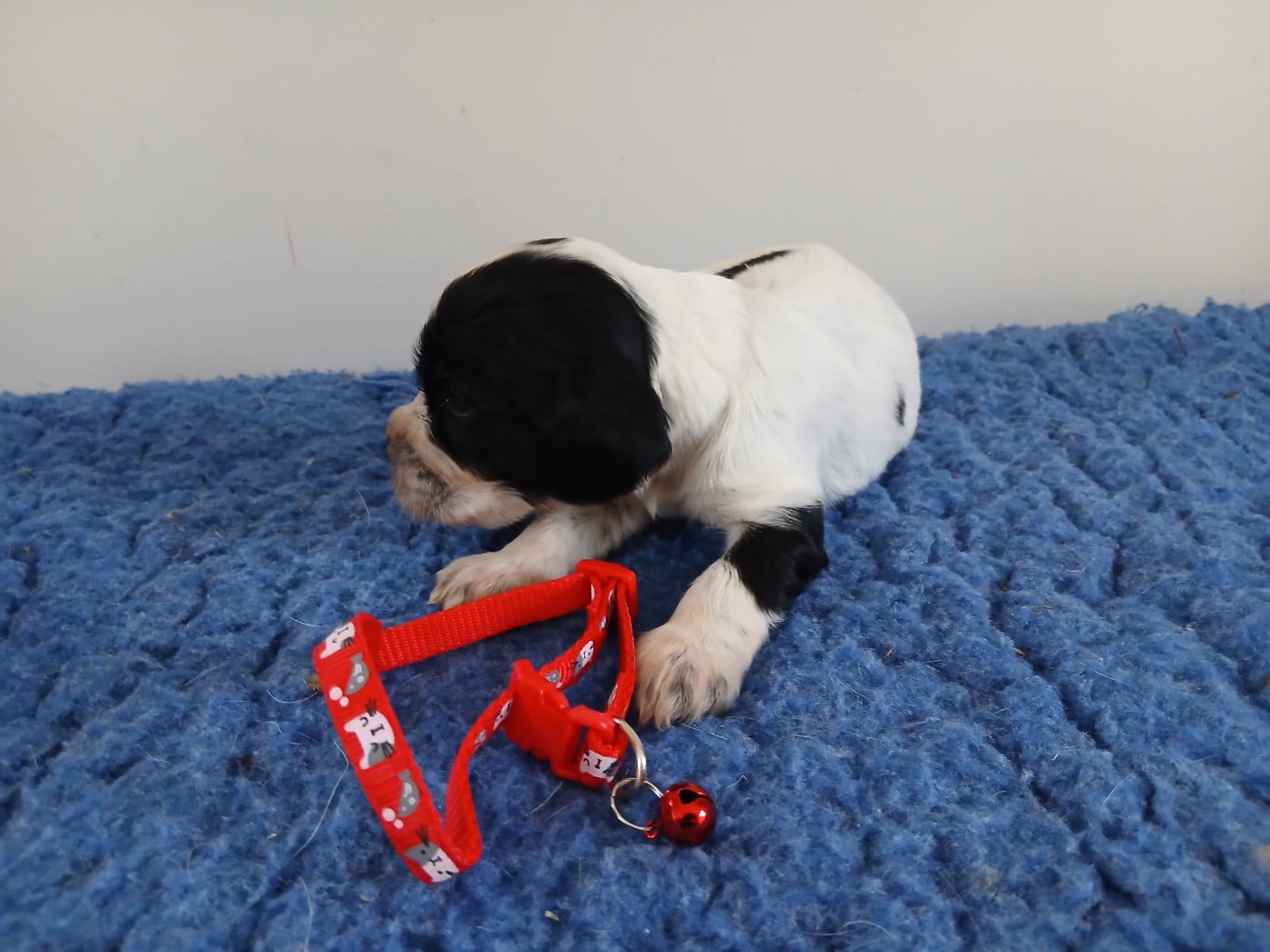Chiot N°2