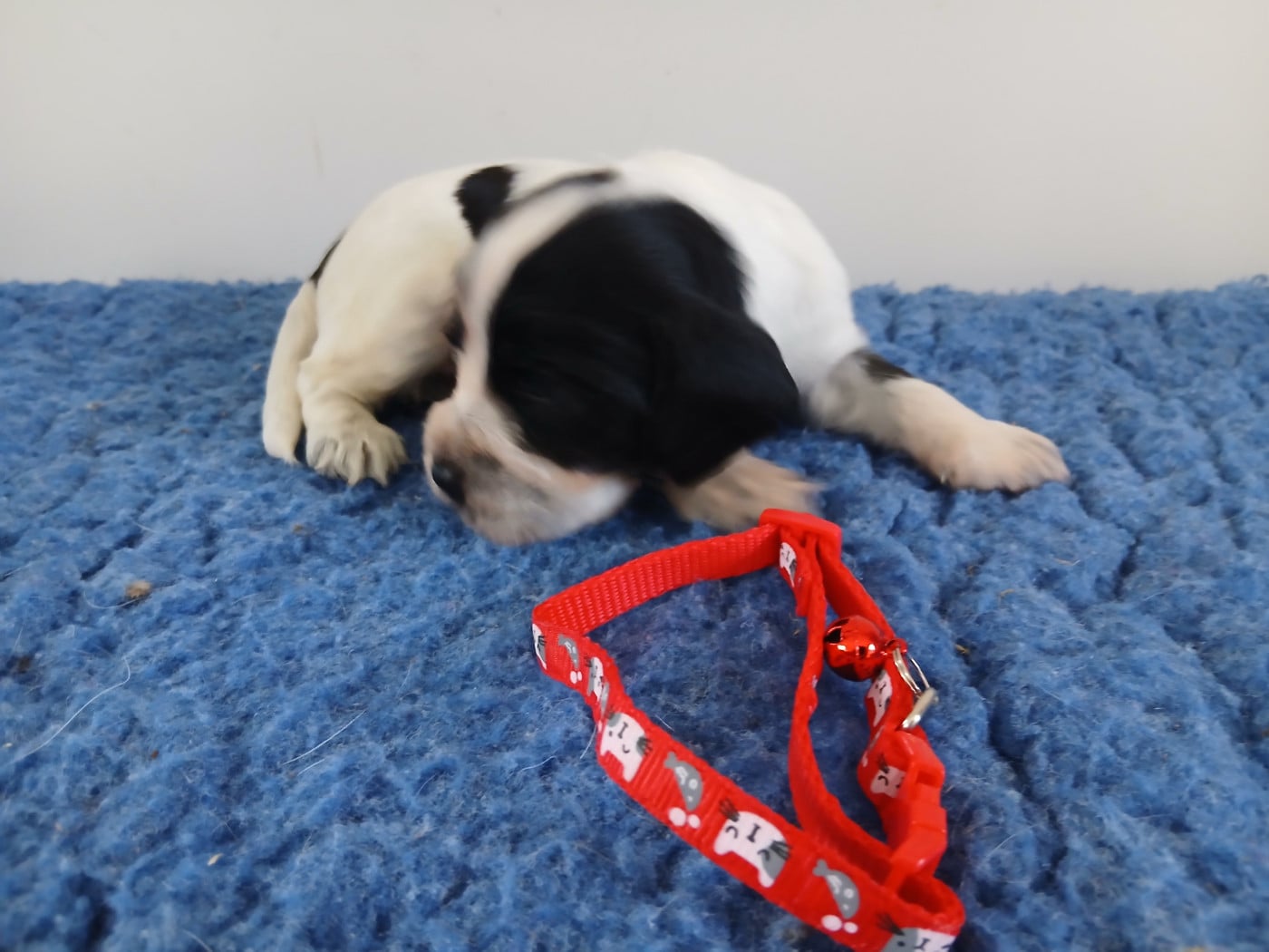 Chiot N°2