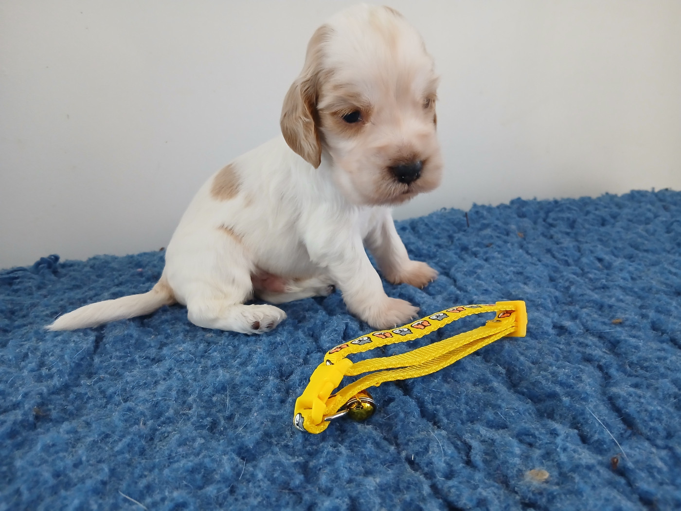 Chiot N°3