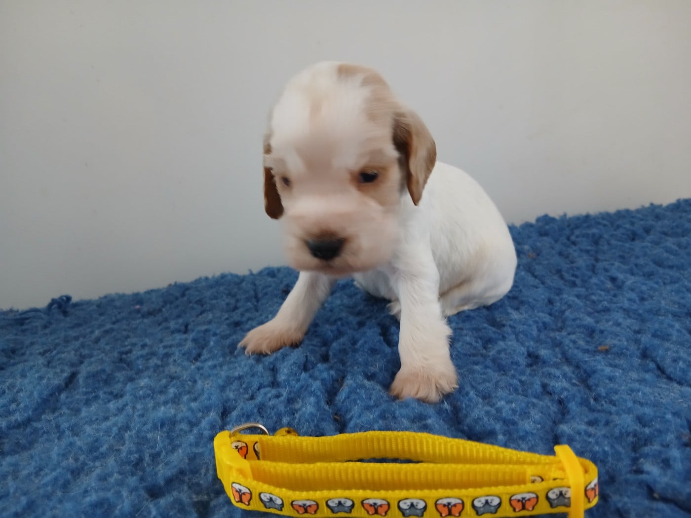 Chiot N°3