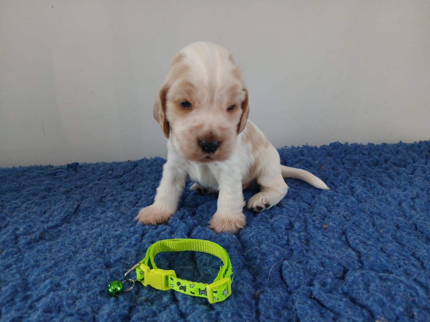 Chiot N°4
