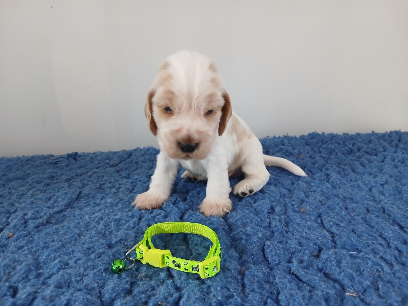 Chiot N°4