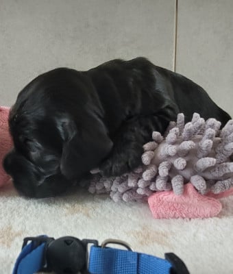 Les chiots de Cocker Spaniel Anglais