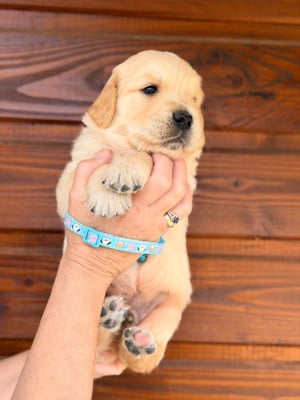 Les chiots de Golden Retriever