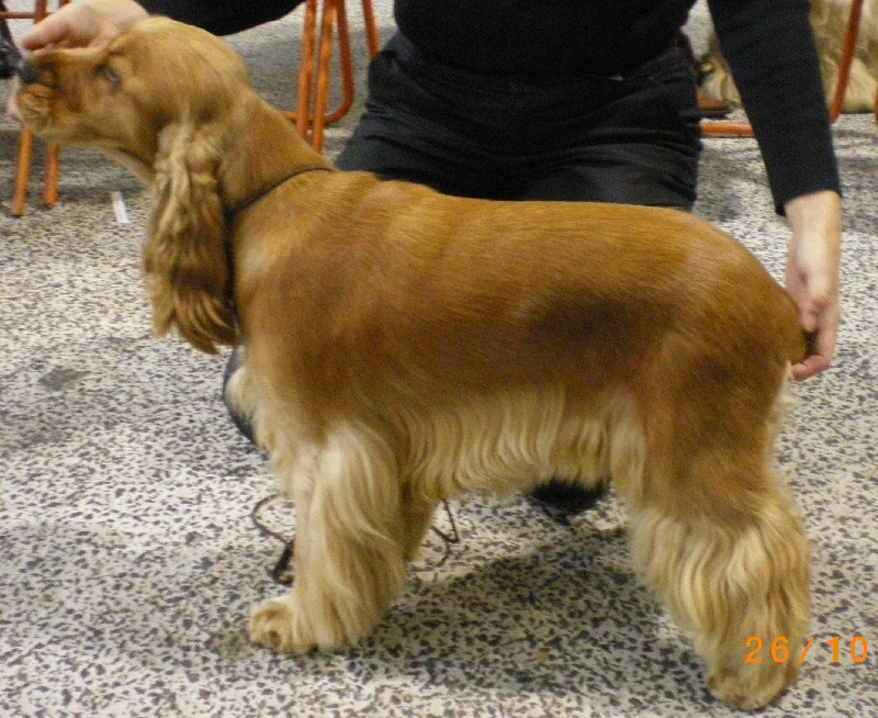 California dream du rieu grand - 1e Excellent