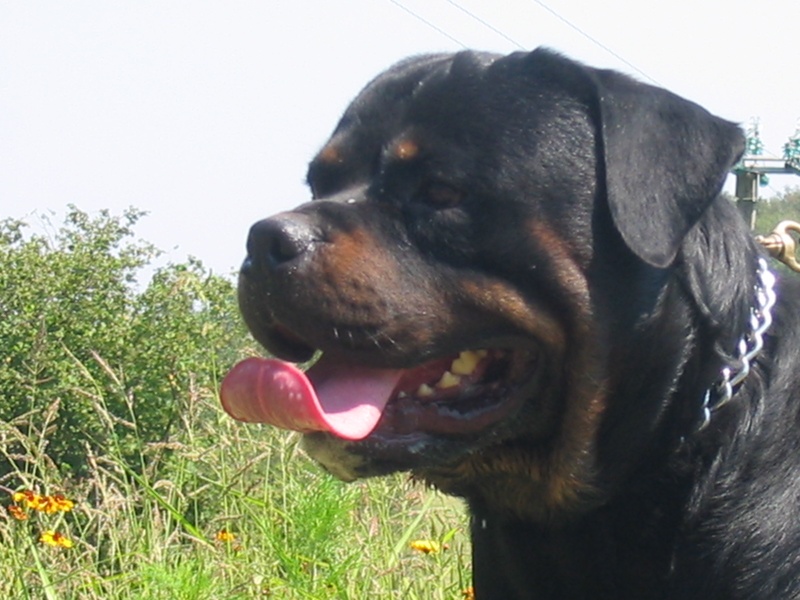 Publication : Du Temple D'Adranos Auteur : Aumar Jacques