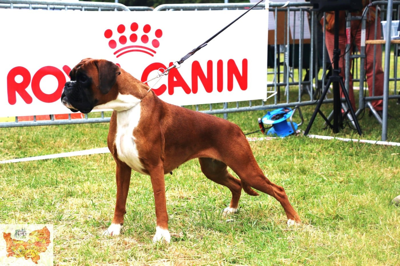 CH. MEDEA valahus kennel
