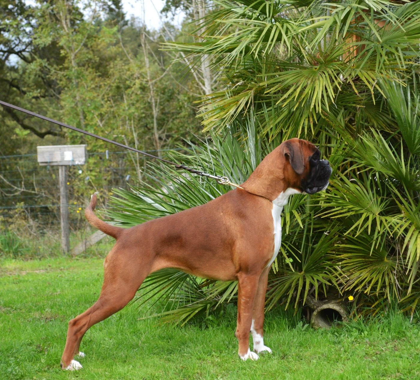 CH. MEDEA valahus kennel