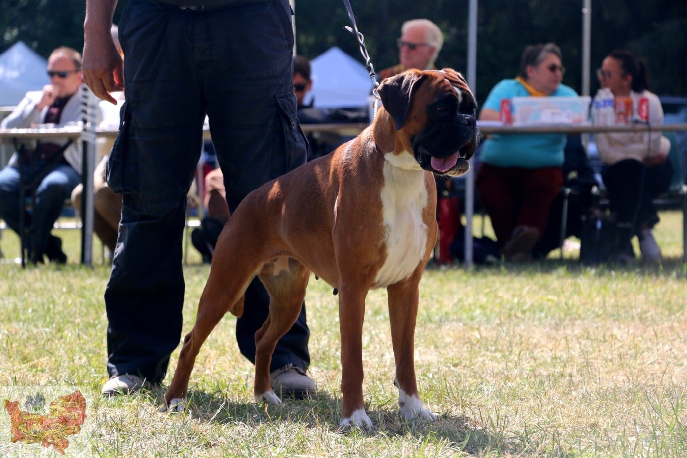 CH. MEDEA valahus kennel