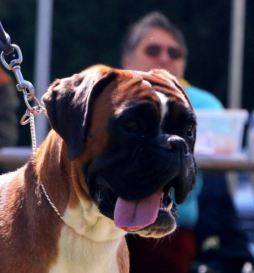 CH. MEDEA valahus kennel