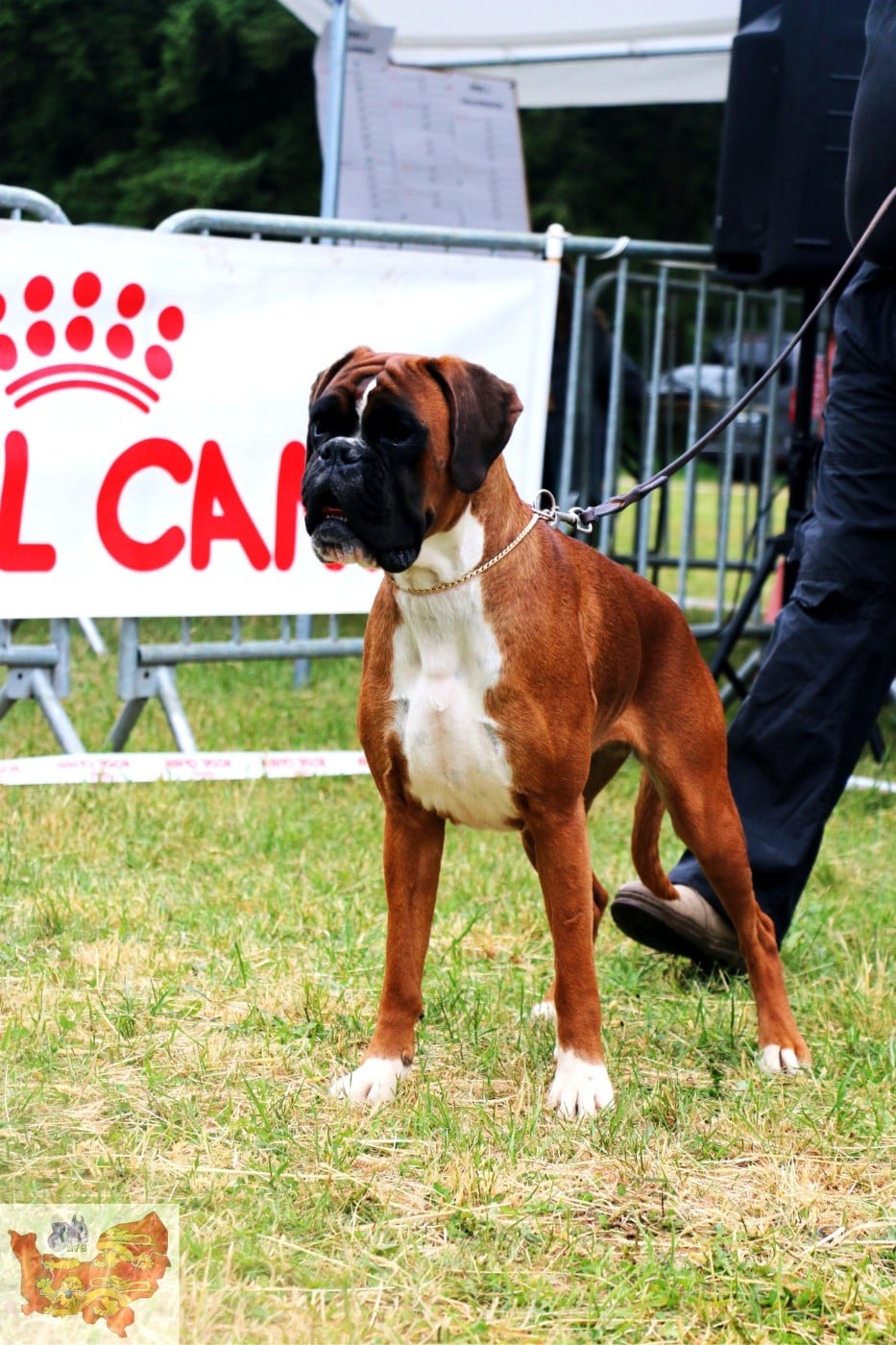 CH. MEDEA valahus kennel