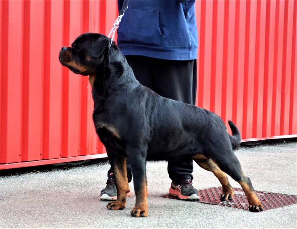 Publication : Du Temple D'Adranos