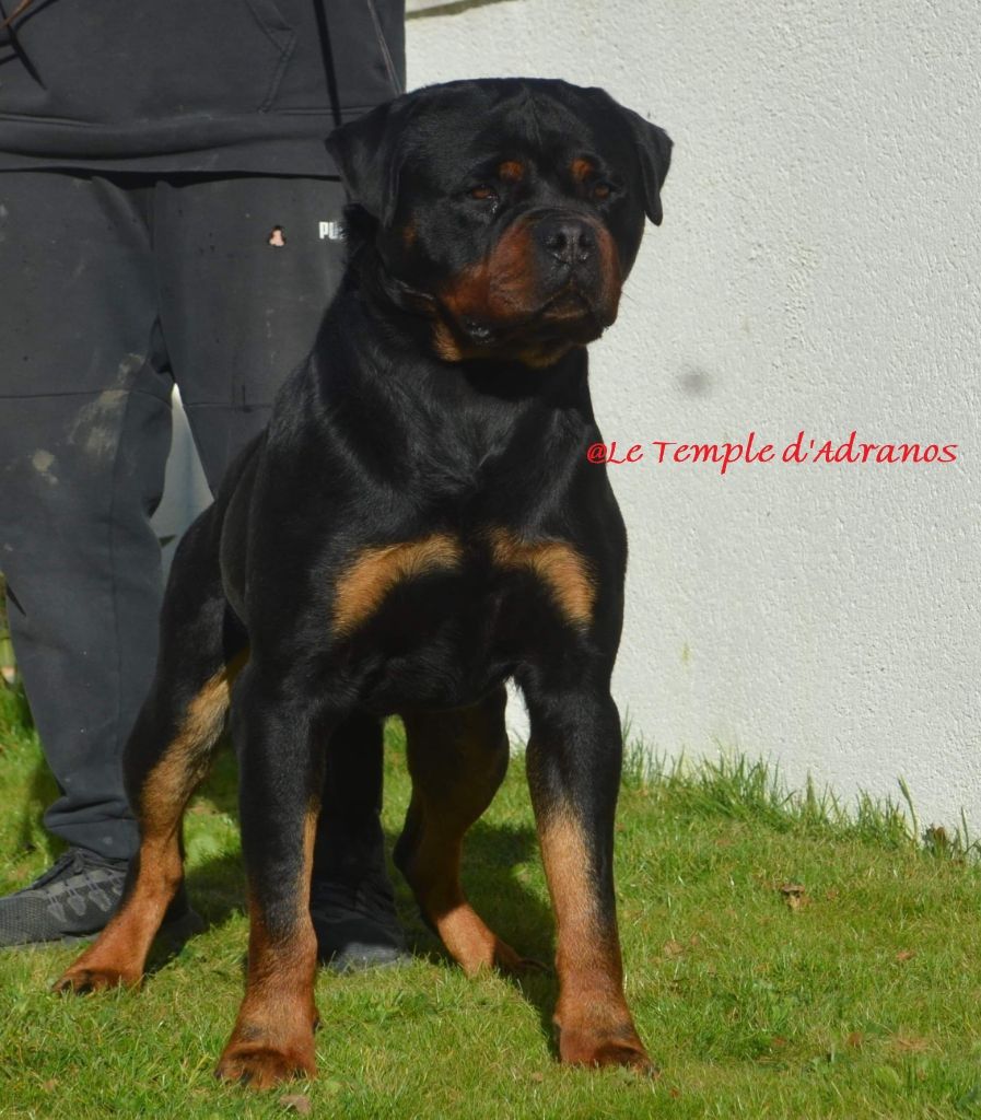 Publication : Du Temple D'Adranos Auteur : jacques Aumar