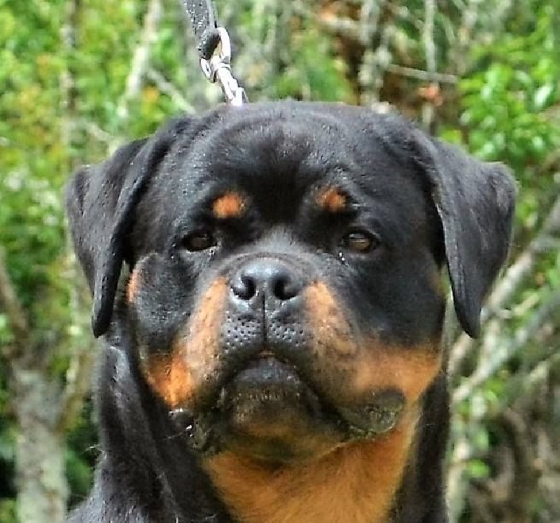 Luna Du Temple D'Adranos