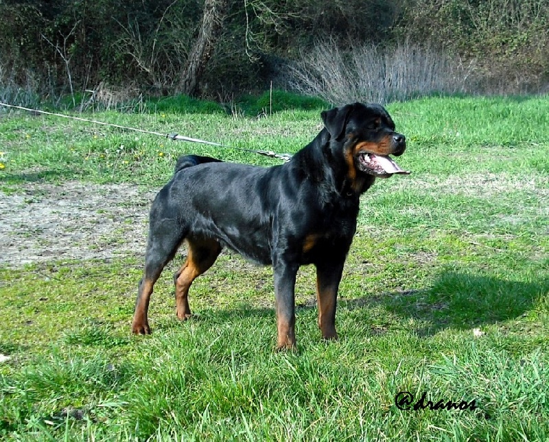 Eli Du Temple D'Adranos