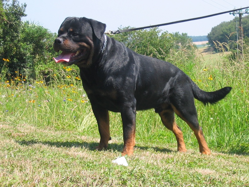 Publication : Du Temple D'Adranos Auteur : Aumar Jacques