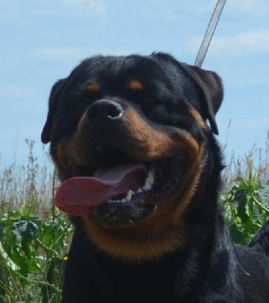 Publication : Du Temple D'Adranos Auteur : Aumar Jacques