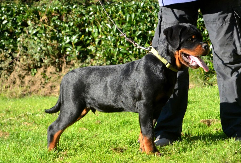 Apache Du Temple D'Adranos