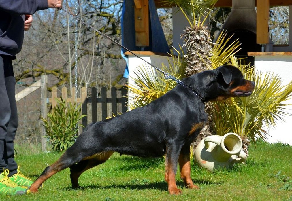 Publication : du Domaine de la Terre de Feu Auteur : jacques aumar