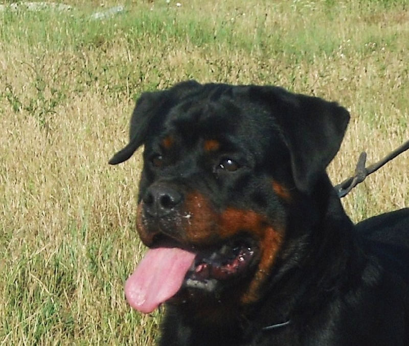 Eli Du Temple D'Adranos