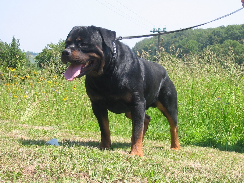 Publication : Du Temple D'Adranos Auteur : Aumar Jacques