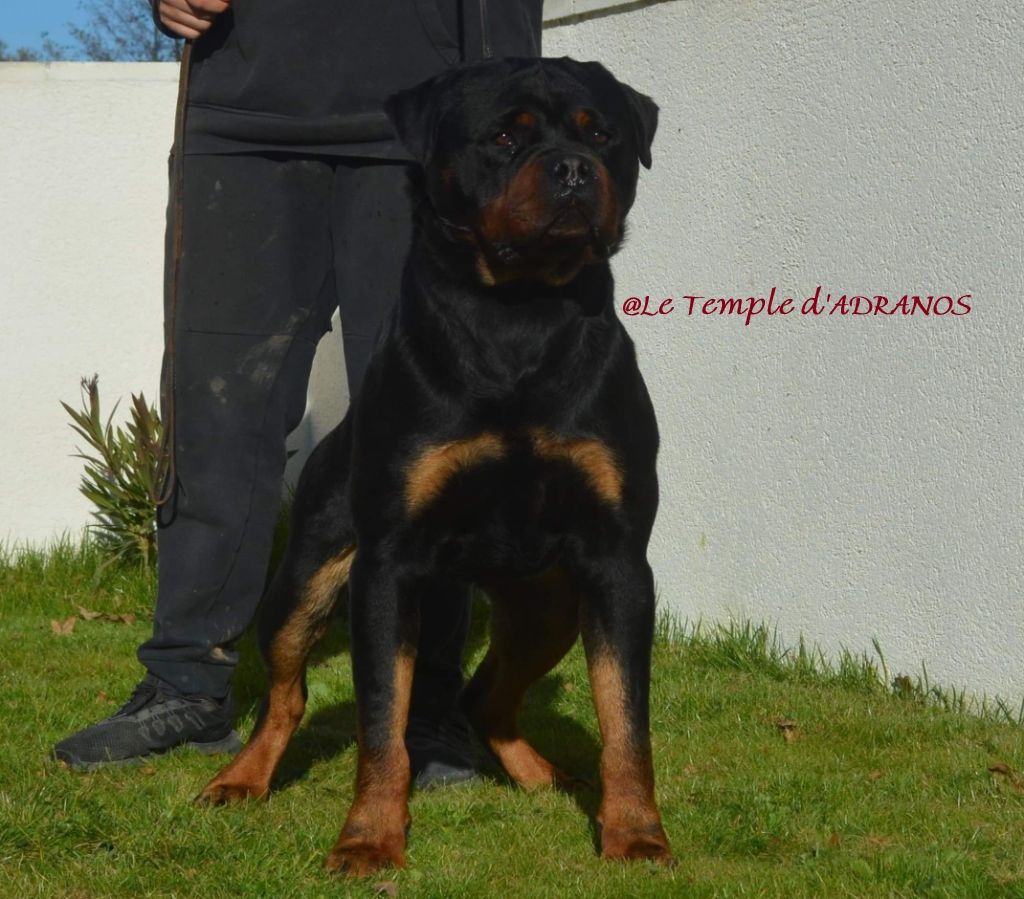 Publication : Du Temple D'Adranos Auteur : jacques Aumar