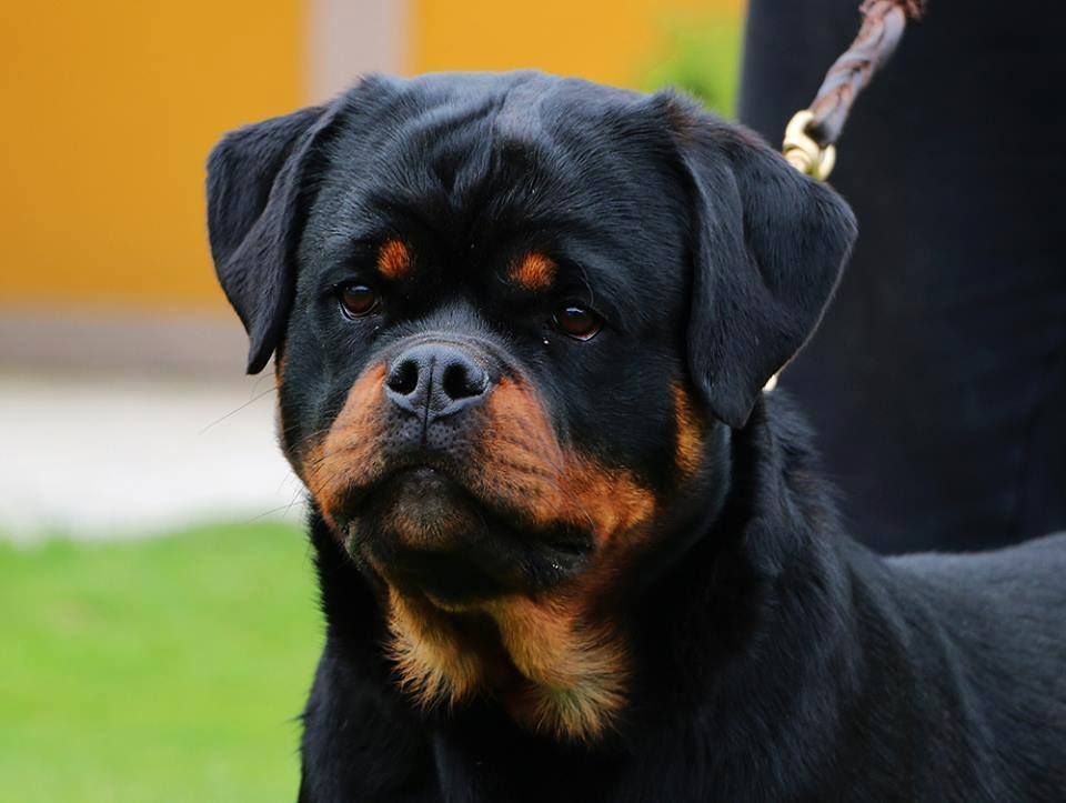 Publication : Du Temple D'Adranos Auteur : Timit Tor Kennel