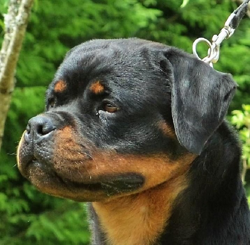 Luna Du Temple D'Adranos