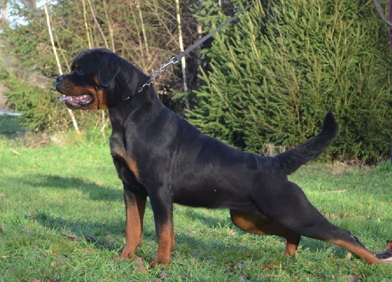 Luna Du Temple D'Adranos