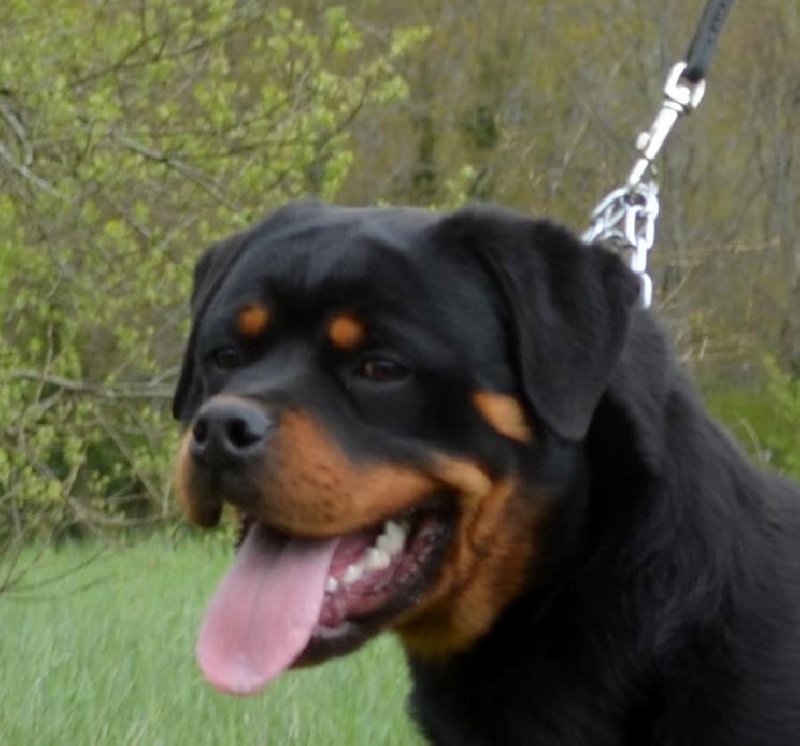 Publication : Du Temple D'Adranos Auteur : Aumar Jacques