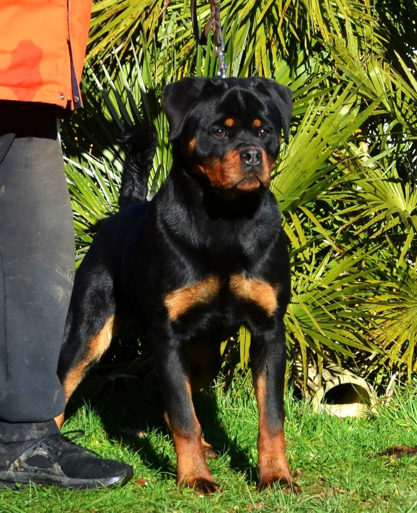 Vanessa Des Gardiens De La Veaussardière